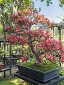 Satsuki Azalea, Rhododendron indicum var. Kinsai, bonzai in bloom