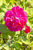 Rosa 'Nur Mahal', flower