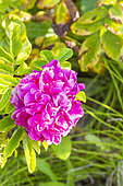 Rosa 'Roseraie de l'Haÿ', flower