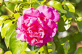 Rosa 'Saint-Exupery', flower