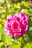 Rosa 'Saint-Exupery', flower