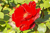 Rosa 'Marcel Pagnol', flower