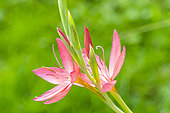 Kaffir Lily, Schizostylis coccinea 'Major', flower