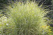 Chinese Silver Grass ‘Morning Light’, Miscanthus sinensis 'Morning Light'