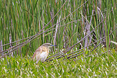 Crabier chevelu (Ardeola ralloides) à l'affût dans un marais du delta du Danube, Roumanie