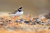 Common Ringer Plover (Charadrius hiaticula) adult on a tundra floor in Varanger, Norway