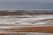 Snow in the steppe, Landscape, Steppe, Eastern Mongolia, Mongolia, Asia