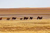 Bactrian camel (Camelus bactrianus), Steppe area, East Mongolia, Mongolia, Asia