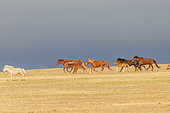 Domestic horse in Khustain Nuruu National Park, Group, Hustai National Park, Mongolia, Asia