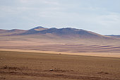 Steppe transformed into crops, Central region, Mongolia, Asia