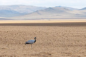 Demoiselle Crane or Numidian Demoiselle (Grus virgo), nesting in unploughed parts, Steppe, Steppe transformed into crops, Central part, Mongolia, Asia
