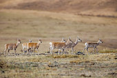 White-tailed Gazelle or Daourie Gazelle (Procapra gutturosa) in Khustain Nuruu National Park, Hustai National Park, Mongolia, Asia
