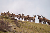 Red deer (Cervus elaphus) in the mountain, Hustai National Park, Mongolia, Asia