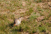 Alashan ground squirrel (Spermophilus alashanicus) near by his burrow, Hustai National Park, Mongolia, Asia