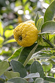 Sweet roman lime, Citrus × limonia cv Pursha romana