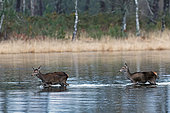Red deer (Cervus elaphus) crossing a lagoon, Landes, France.