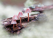 Burgundydrop Bonnet (Mycena haematopus) fungus growing on wood among lichens, Landes, France.