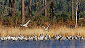 Common crane (Grus grus) Sandhill cranes flying away in small groups at sunrise, Landes, France.