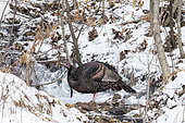 Wild turkey (Meleagris gallopavo), drinking from a partly frozen stream. Town of Saint Mathieu du Parc. Province of Quebec. Canada