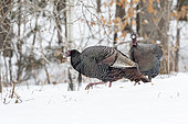 Wild turkey (Meleagris gallopavo), turkeys searching for food under the snow. Town of Saint Mathieu du Parc. Province of Quebec. Canada