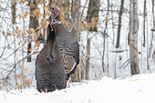 Wild turkey (Meleagris gallopavo), alert and observant. Town of Saint Mathieu du Parc. Province of Quebec. Canada