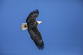Bald Eagle (Haliaeetus leucocephalus), adult in flight. Mauricie region. Province of Quebec. Canada