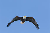 Bald Eagle (Haliaeetus leucocephalus), adult in flight. Mauricie region. Province of Quebec. Canada
