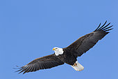 Bald Eagle (Haliaeetus leucocephalus), adult in flight. Mauricie region. Province of Quebec. Canada
