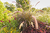 Fountain Grass, Pennisetum setaceum 'Rubrum Summer Samba'