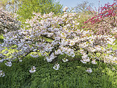 Japanese flowering cherry 'Shimidsu Sakura', Prunus serrulata 'Shimidsu Sakura', in bloom,Vincennes Arboretum, France