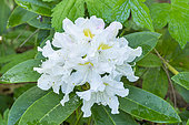 Rhododendron 'Cunningham's White', flowers
