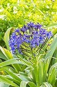 Peruvian lily ‘Caribbean Jewels Sapphire Blue’, Scilla peruviana ‘Caribbean Jewels Sapphire Blue’, flowers