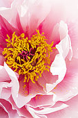 Japanese tree peony 'Yaezakura', Paeonia suffruticosa 'Yaezakura', flower