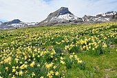 Pyrenees National Park, narcissus flowering in front of Pic Castérau, Ossau Valley, Pyrénées Atlantiques, France