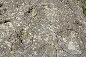 Dinosaur (Aragosaurus) footprints from the Cretaceous period 120 million years ago, located at the entrance to the village of Ariño, Teruel province, Spain.