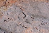 Rio Martin Nature Reserve: Archosaur footprints from the Triassic period, Teruel Province, Spain
