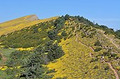 Hiking on the Peña de Oroel during the flowering of the horribler broom (Genista horrida), Jaca, Pyrenees, Aragon, Spain