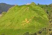 Plant motif on a slope: The foraging bee, Osse en Aspe, Pyrénées Atlantiques, France