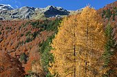 Cirque d'Aspe in autumn: Sansanet forest, Pyrenees National Park, Pyrénées Atlantiques, France