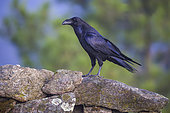 Raven (Corvus corax) on a low wall