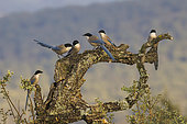 Iberian magpie (Cyanopica cooki), group on a tree, Extremadura, Spain
