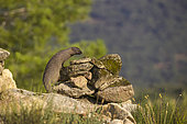 Egyptian mongoose (Herpestes ichneumon), moving through a pile of stones, Spain