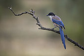 Iberian magpie (Cyanopica cooki), on a branch, Extremadura, Spain