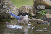 Iberian magpie (Cyanopica cooki), bathing, Extremadura, Spain