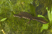 Blasius's newt (Triturus x blasii) in aquatic phase