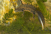 Crested newt (Triturus cristatus) in aquatic phase
