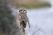 Short-eared owl (Asio flammeus), on a stake, Baie des Veys, Parc naturel régional des Marais du Cotentin et du Bessin, Normandy, France