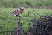 Short-eared owl (Asio flammeus), on a stake, Baie des Veys, Parc naturel régional des Marais du Cotentin et du Bessin, Normandy, France