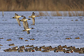 Northern pintail (Anas acuta), flight in squadron over the marsh, Gironde Estuary, Aquitaine, France