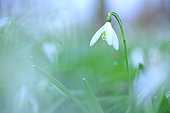 Snowdrop (Galanthus nivalis) in an undergrowth at sunrise
